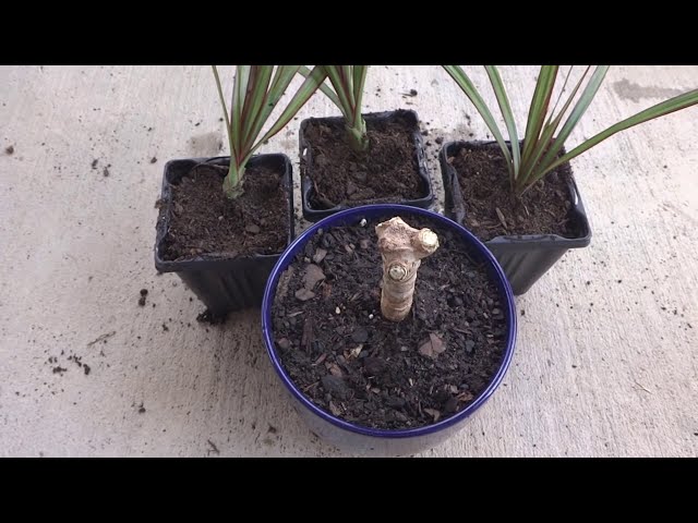 فیلم آموزشی: نحوه تکثیر درخت اژدها (Dracaena Marginata) با زیرنویس فارسی