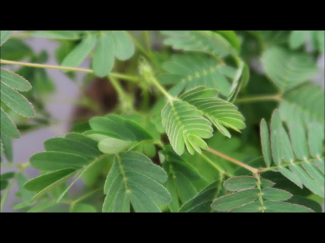 فیلم آموزشی: The Moving Plant - Mimosa pudica، گیاه حساس - 16 برابر تایم لپس