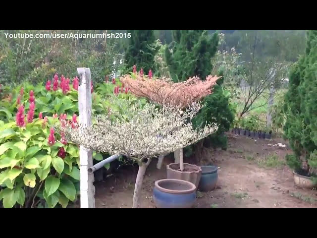 فیلم آموزشی: Terminalia catappa - گیاه زینتی