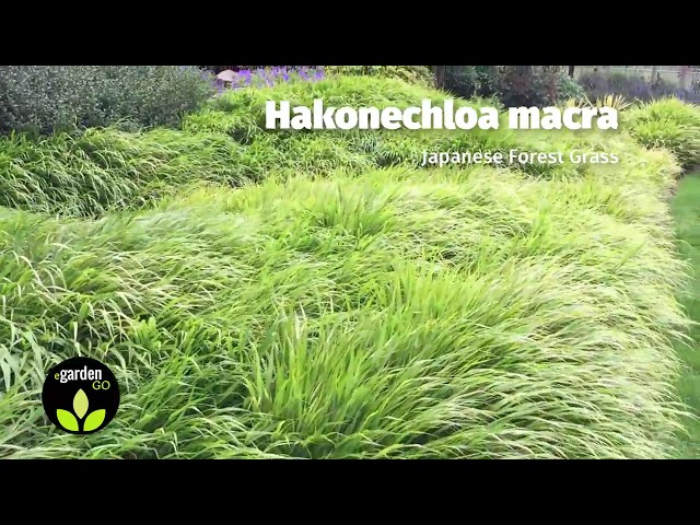 فیلم آموزشی: کاشت انبوه چمن جنگلی ژاپن (Hakonechloa macra)