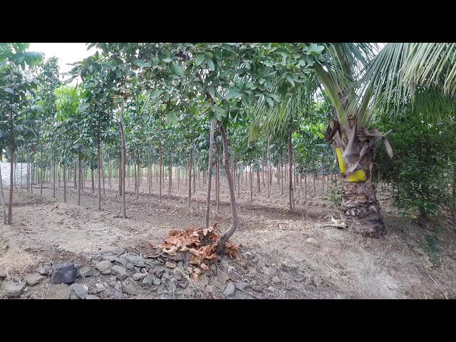 فیلم آموزشی: کاشت درخت ماهون در پونه (بوواد)