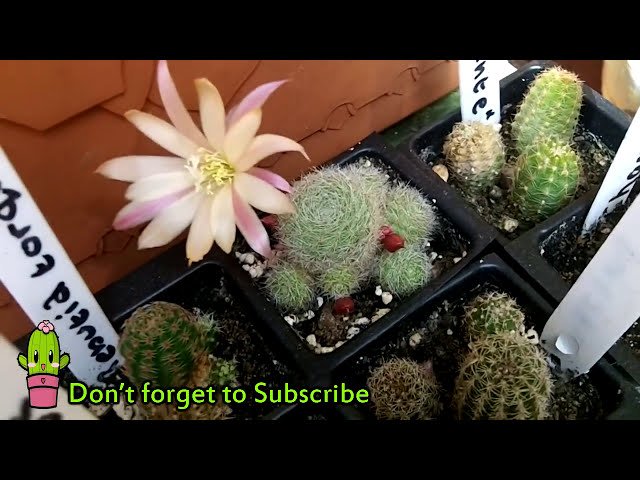 فیلم آموزشی: من Rebutia heliosa cv. گیاه کاکتوس طلوع آفتاب در گل زیبا با زیرنویس فارسی