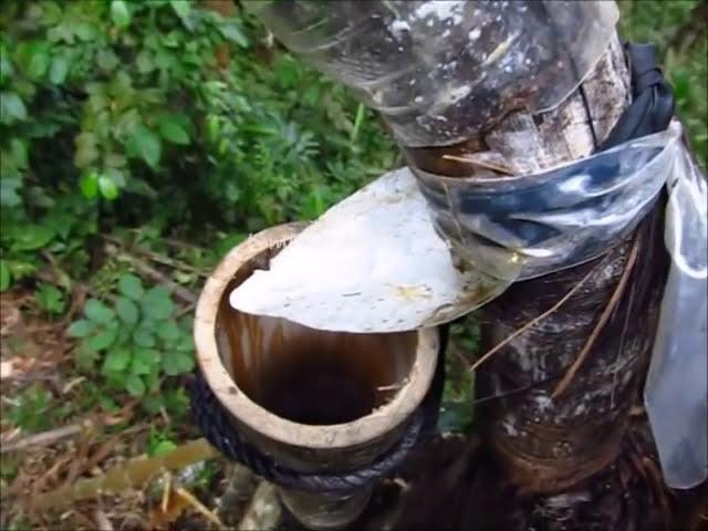 فیلم آموزشی: برداشت شراب نخل نیوک در جنگل بورنئو ساراواک، سفر با ظرافت عجیب و غریب