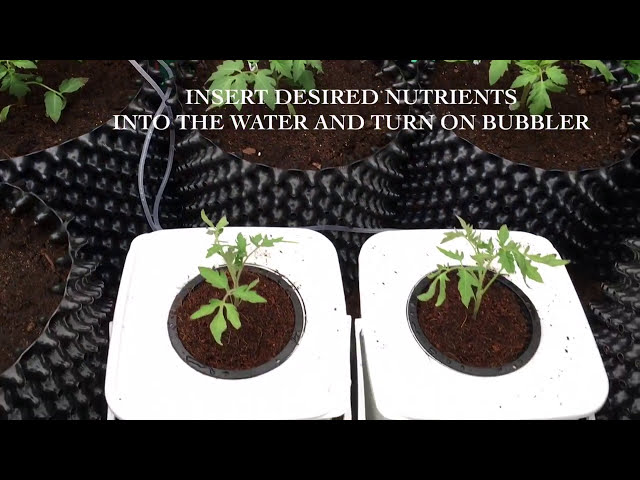 فیلم آموزشی: چگونه یک سیستم هیدروپونیک DWC خانگی برای رشد گوجه فرنگی غول پیکر راه اندازی کنیم