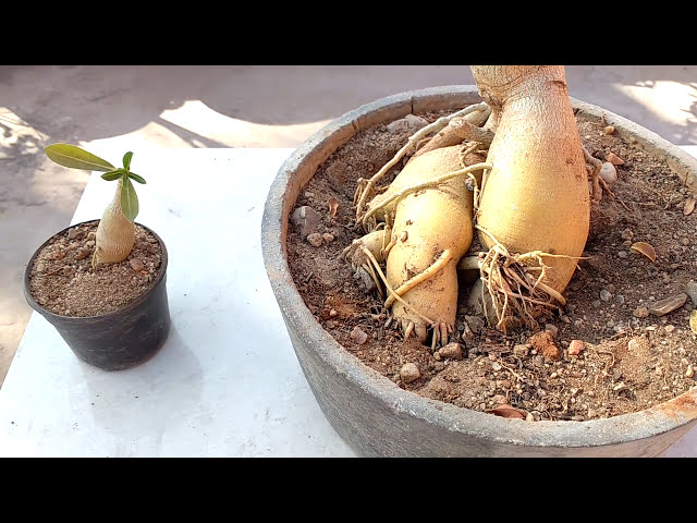 فیلم آموزشی: نحوه مراقبت از بونسای گیاه آدنیوم با گل | نحوه مراقبت از رز صحرا، آدنیوم، بونسای آدنیوم