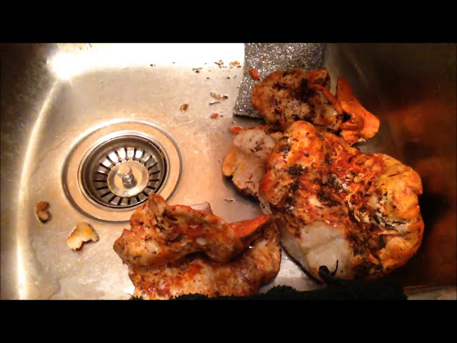 فیلم آموزشی: برداشت و نگهداری قارچ خرچنگ با زیرنویس فارسی