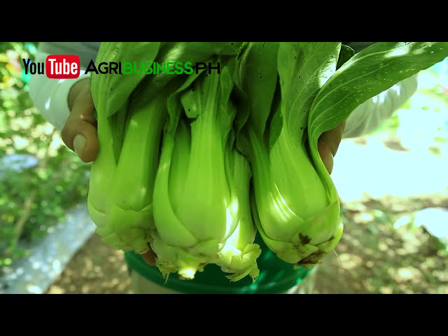فیلم آموزشی: کشاورزی بوک چوی: راهنمای کاشت بوک چوی