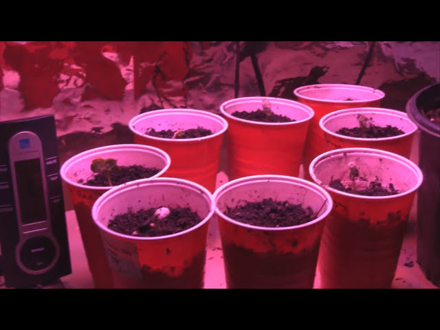 فیلم آموزشی: آیا این چراغ ال ای دی 12 واتی می تواند واقعاً گیاه را رشد دهد؟ با زیرنویس فارسی