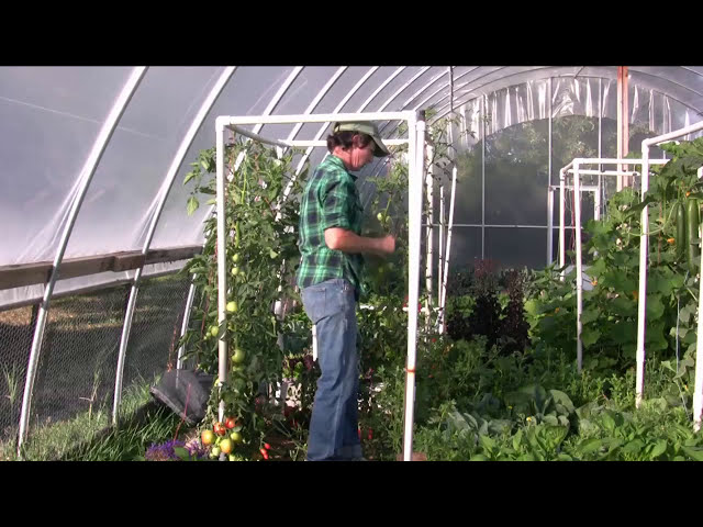فیلم آموزشی: وقتی بالای گیاه گوجه فرنگی خود را می برید چه کاری باید انجام دهید! با زیرنویس فارسی