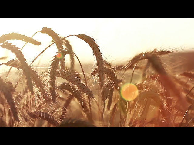 فیلم آموزشی: فیلم شگفت انگیز طبیعت | حرکت آهسته گندم در باد می وزد - فیلم ویدئویی استوک HD رایگان