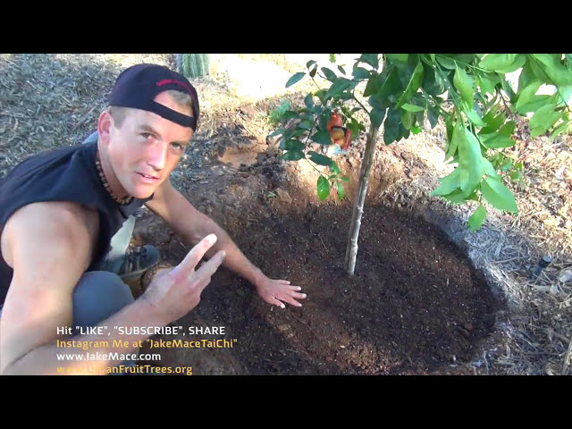 فیلم آموزشی: کاشت درخت نارنگی مورکات در خانه! درخت مرکبات خوشمزه!