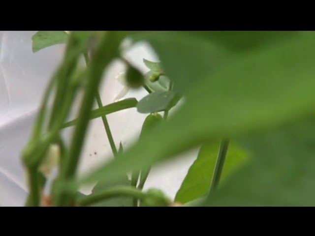 فیلم آموزشی: ⟹ فلفل Criolla De Cocina, Potato Plant REVIEW #فلفل با زیرنویس فارسی
