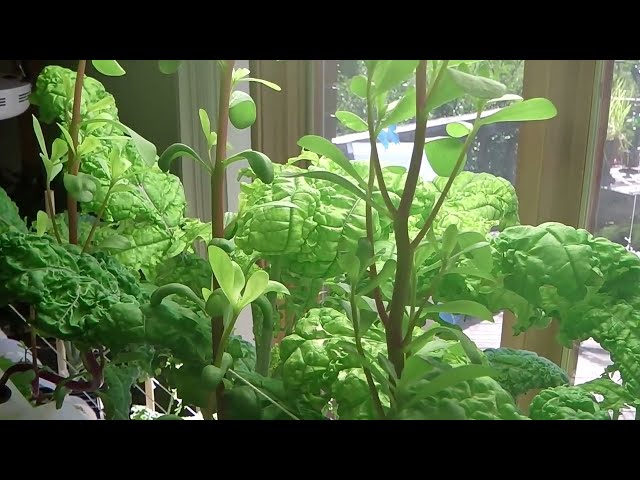 فیلم آموزشی: خرفه هیدروپونیک - گیاهی با امگا 3 بالا با زیرنویس فارسی