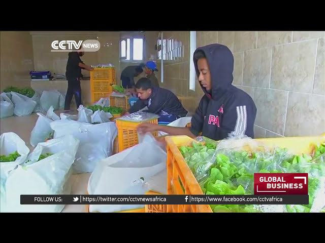 فیلم آموزشی: کشاورزی هیدروپونیک در قاهره رو به افزایش است با زیرنویس فارسی