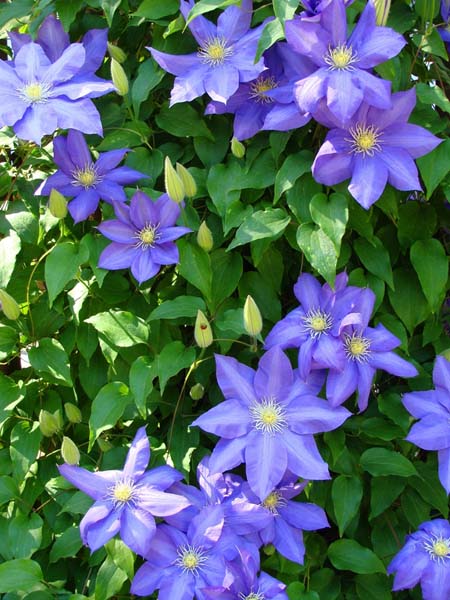 گل های کلماتیس آبی ستاره ای شکل.