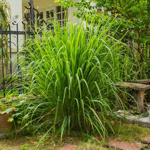 نمای نزدیک از یک گیاه بزرگ بادرنجبویه که به عنوان یک گیاه زینتی در جلوی خانه رشد می کند.