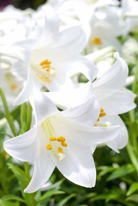 نمای نزدیک از گل‌های شیپور شکل زنبق سفید عید پاک، که در زیر نور آفتاب روشن روی پس‌زمینه‌ای با فوکوس ملایم تصویر شده است.