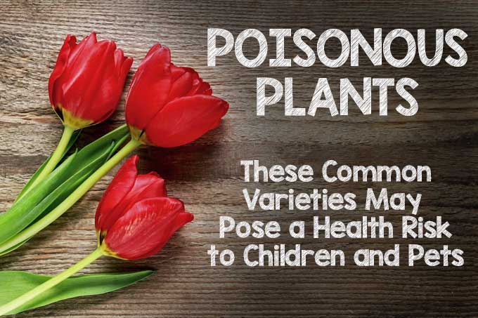 گیاهان سمی: این 11 گونه رایج ممکن است برای کودکان و حیوانات خانگی خطرآفرین باشد