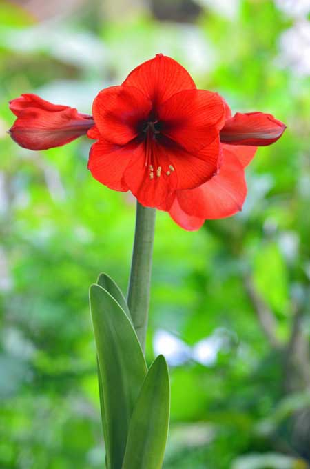 تصویر عمودی نزدیک از یک گل آماریلیس قرمز، که روی پس‌زمینه فوکوس ملایم تصویر شده است.