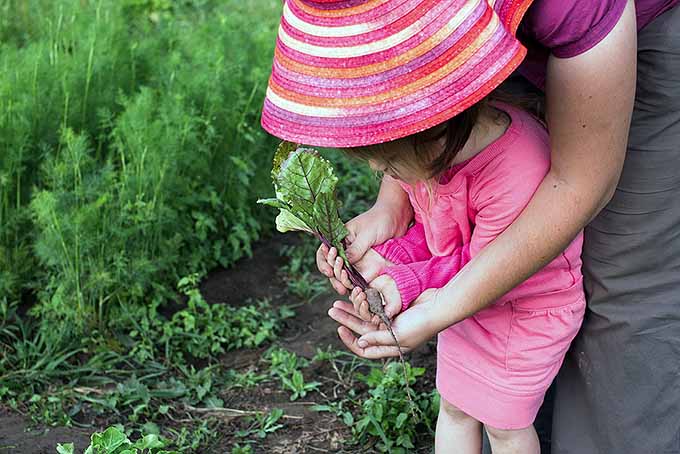تصویر افقی نزدیک از یک کودک کوچک که یک چغندر تازه برداشت شده در دست دارد، با یک صحنه باغ در پس‌زمینه.