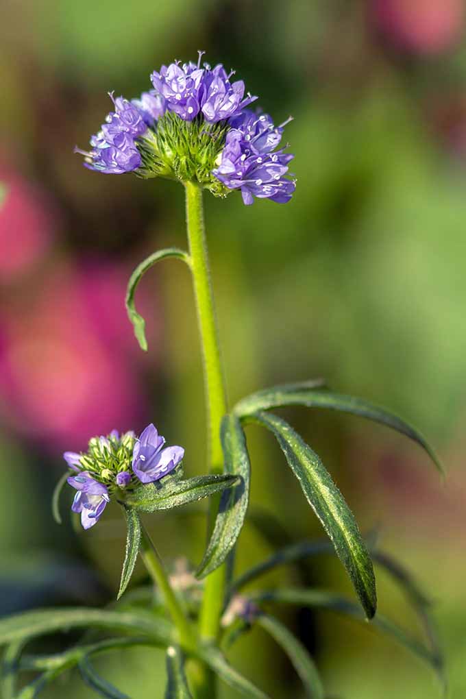 11 گل آبی بومی ایالات متحده برای کاشت در باغ - شما نمی خواهید این لیست را از دست بدهید!  اکنون آن را بررسی کنید یا برای بعد پین کنید: https://gardenerspath.com/plants/flowers/native-blue/