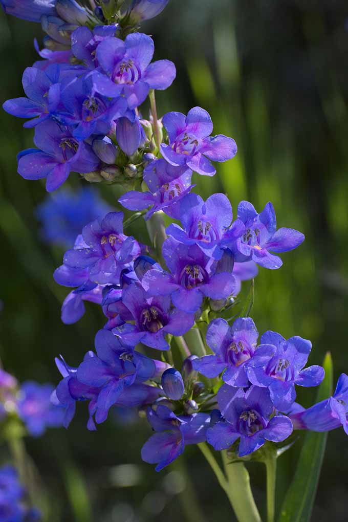 آیا به دنبال اضافه کردن شکوفه های آبی به تخت گل خود هستید؟  ما اطلاعات مربوط به این پنستمون شگفت انگیز Wasatch و 10 گل وحشی بومی دیگر را به اشتراک می گذاریم: https://gardenerspath.com/plants/flowers/native-blue/