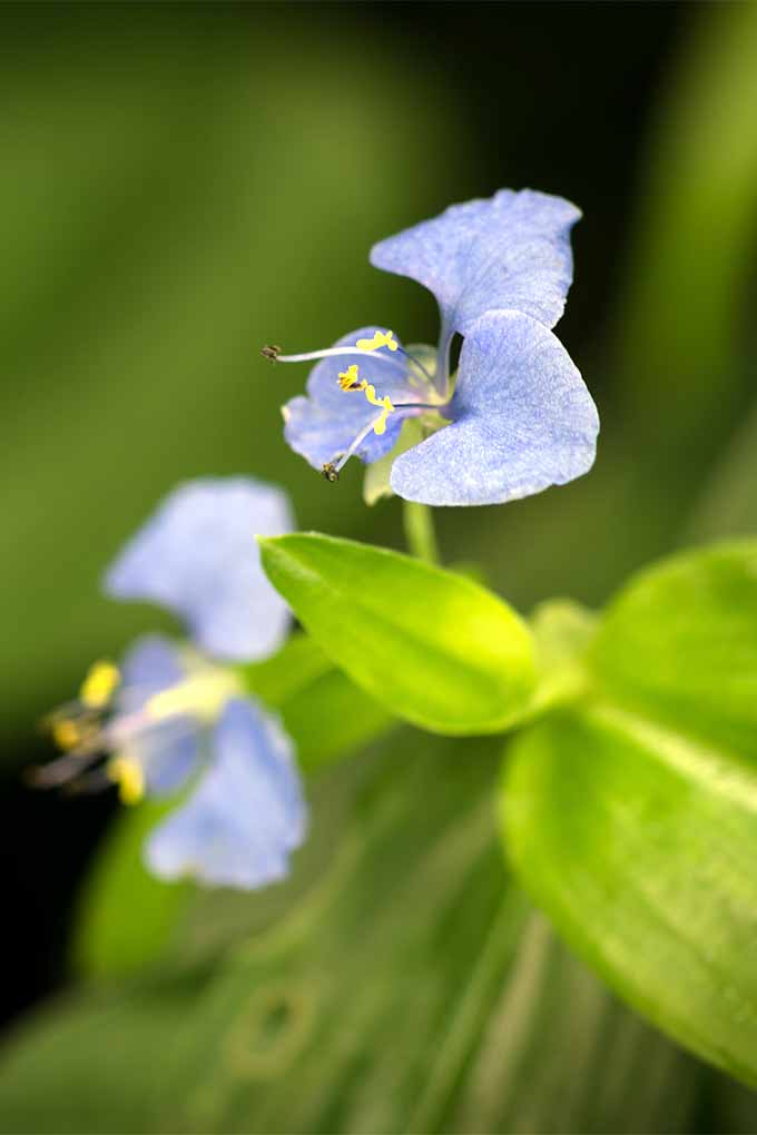 کدام گل های آبی را در باغ خود بکارید؟  ما 11 مورد را انتخاب کرده ایم، مانند این گل روز زیبای ویرجینیا.  آنها را در اینجا بررسی کنید: https://gardenerspath.com/plants/flowers/native-blue/
