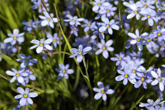 گل های آبی مانند این چمن چشم آبی با برگ های باریک رنگی به باغ می بخشد.  |  Gardenerspath.com