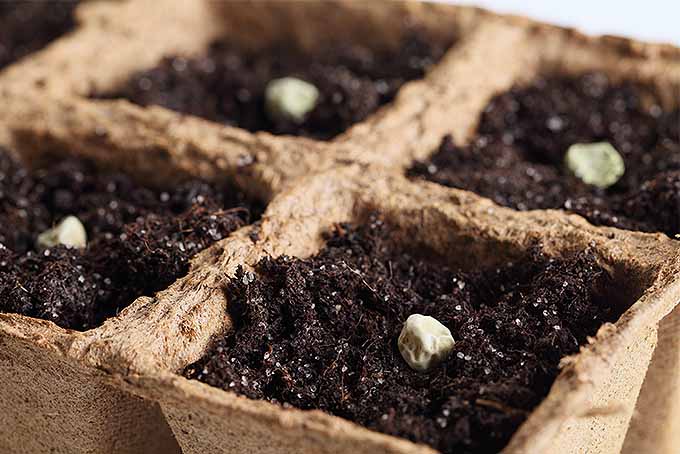 بذرهای سالانه را در داخل خانه با یک کاشت شروع بذر DIY شروع کنید.  |  Gardenerspath.com