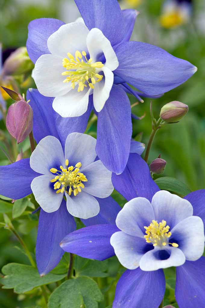 کلمبین آبی کلرادو (Aquilegia caerulea).  همه چیز را در مورد این شکوفه زیبا و 10 گل آبی زیبا دیگر برای باغ خود بیاموزید: https://gardenerspath.com/plants/flowers/native-blue/