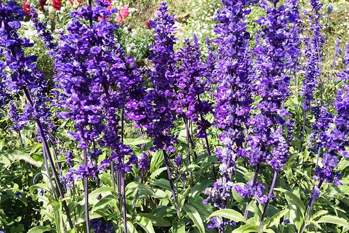 11 مورد از شکوفه های آبی مورد علاقه ما، مانند این فنجان مریم گلی، با نام مستعار آبی.  |  Gardenerspath.com
