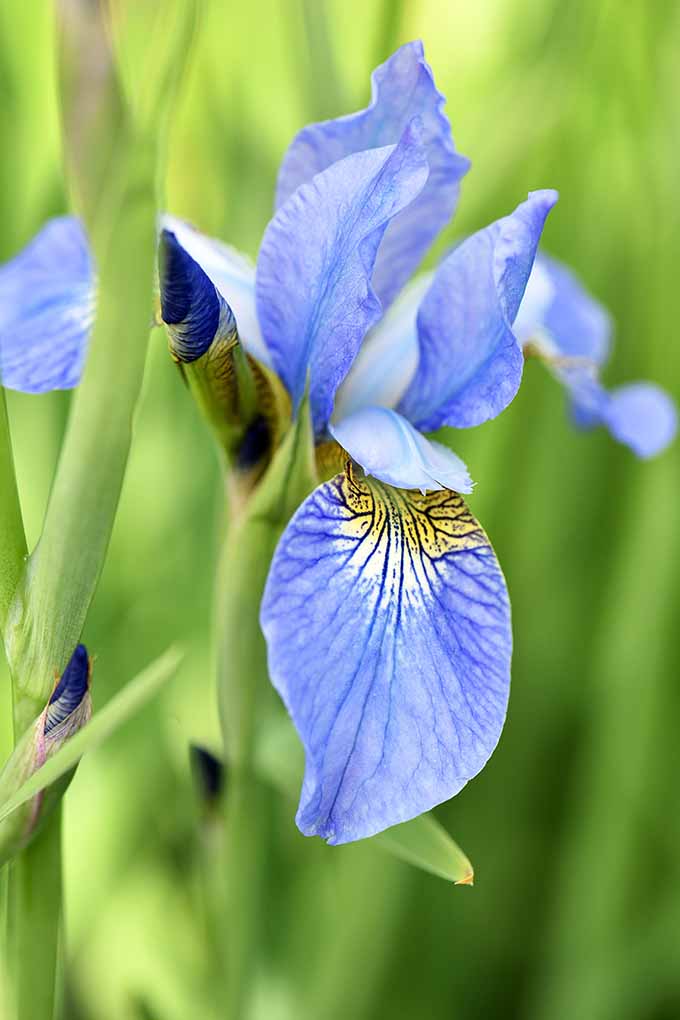 عنبیه جذاب پرچم آبی شمال و سایر شکوفه های آبی را به باغ خود اضافه کنید تا رنگی زیبا داشته باشید.  ما 10 مورد مورد علاقه خود را به اشتراک می گذاریم: https://gardenerspath.com/plants/flowers/native-blue/