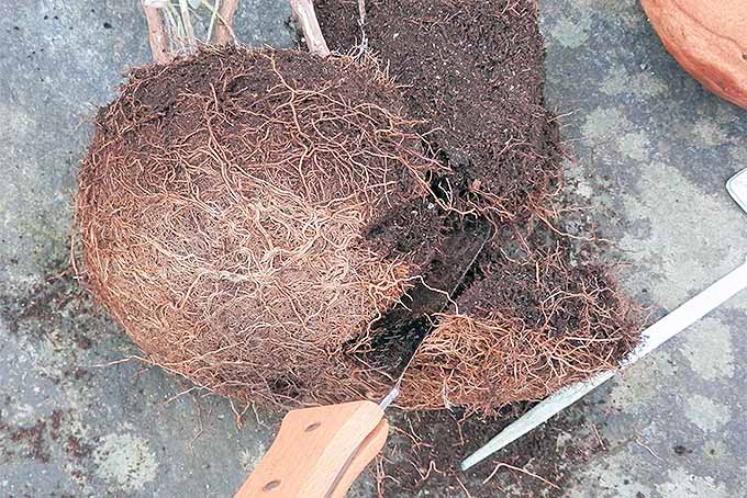 ریشه ها را از طرفین و پایین یک توپ ریشه کوتاه کنید تا گیاهان برای تقسیم و پیوند در بهار آماده شوند.  |  GardenersPath.com