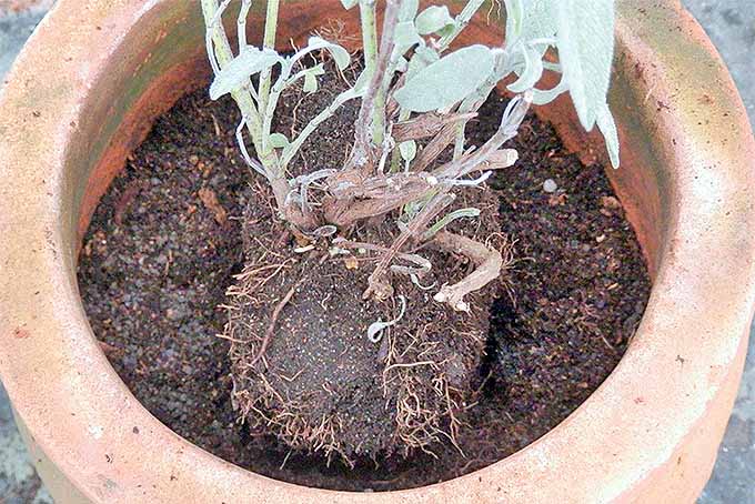 برای پیوند گیاهان در بهار، توپ ریشه را با پودر استخوان مخلوط شده در خاک گلدان در جای خود قرار دهید.  |  GardenersPath.com
