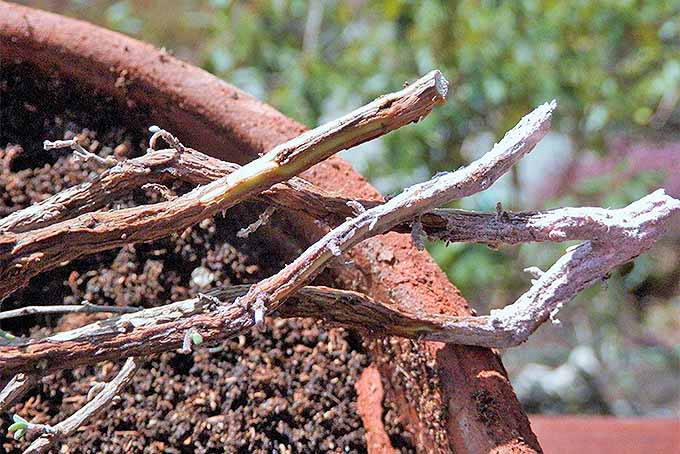 ساقه ها را خراشیده و در هورمون ریشه زایی فرو کنید تا گیاهان چوبی تکثیر شوند.  |  GardenersPath.com