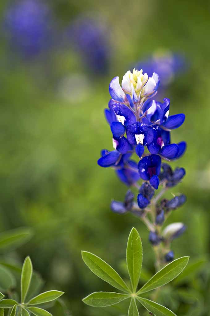 بلوبونت تگزاس با رنگ آبی زیبا و چشمگیر به باغ شما افزوده خواهد شد.  موارد مورد علاقه آبی واقعی ما را بررسی کنید: https://gardenerspath.com/plants/flowers/native-blue/