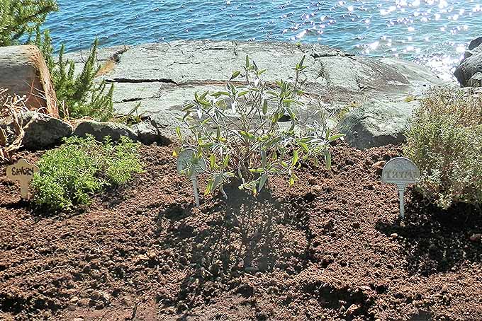 قلمه های ساقه پیوندی که یک سال و نیم است که با خوشحالی در باغ سبز رشد می کنند.  |  GardenersPath.com