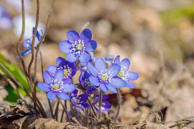 گلهای آبی برای باغ |  GardenersPath.com