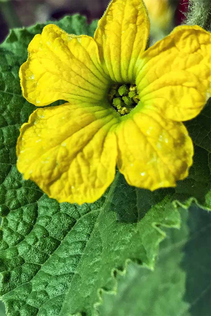 گل‌های زرد روشن مشخصه گیاهان کدو حلوایی لوفا هستند که می‌توانید رشد آن‌ها را در خانه در Gardener's Path یاد بگیرید: https://gardenerspath.com/plants/vegetables/grow-loofah/