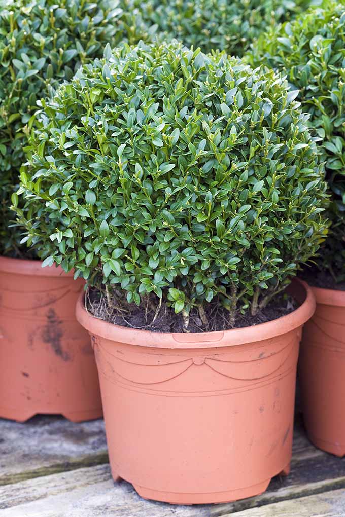 شمشاد انگلیسی کوتوله یکی از 5 درختچه برتر ما برای استفاده برای پرچین است: https://gardenerspath.com/plants/ornamentals/best-shrubs-for-hedges/