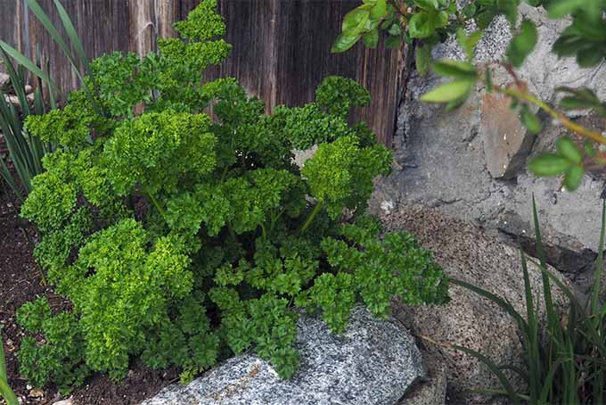 از جعفری برگ مجعد به عنوان یک گیاه برجسته در منظره خود استفاده کنید |  GardenersPath.com