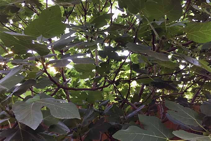 تصویر افقی نزدیک از شاخ و برگ درخت انجیر.  در حال رشد در باغی که در زیر نور خورشید فیلتر شده است.