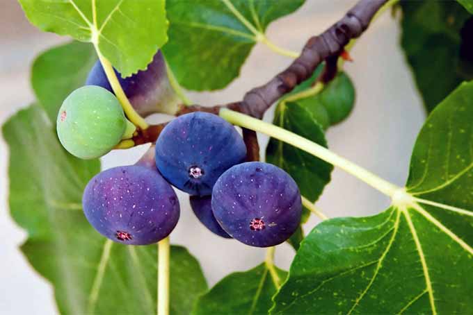 رشد آسان و مراقبت آسان، انجیر با میوه های خوشمزه و فراوان پاداش می دهد |  GardenersPath.com