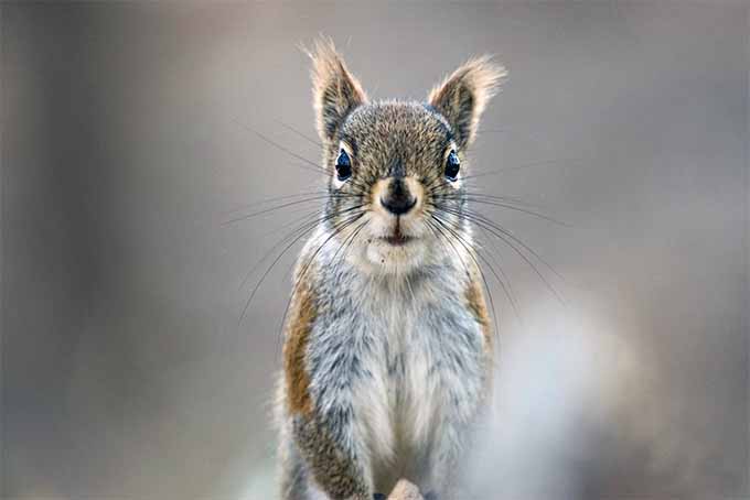 تصویر افقی نزدیک از یک سنجاب که در پس‌زمینه‌ای با فوکوس ملایم تصویر شده است.