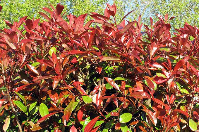 فوتینیا با نوک قرمز یکی از 5 درختچه برتر متخصص ما برای استفاده برای پرچین است |  GardenersPath.com