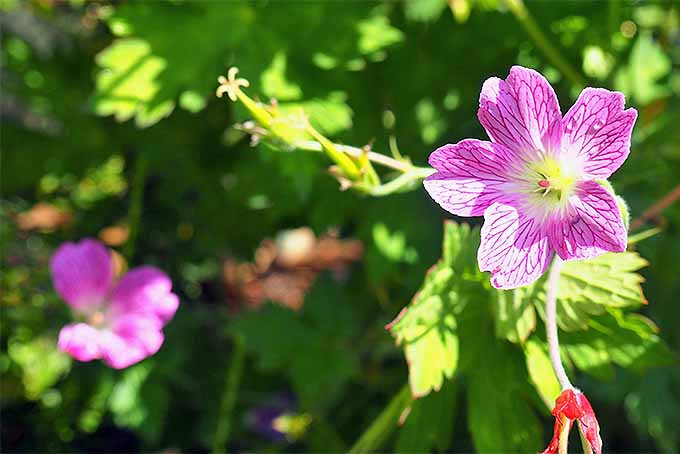 شما می توانید این گل ها را در بسیاری از سایه های پاستلی زیبا پیدا کنید.  |  GardenersPath.com