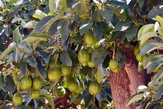 آووکادو را در حیاط خلوت خود پرورش دهید و از میوه های خوشمزه هر زمان که مایل بودید لذت ببرید |  GardenersPath.com