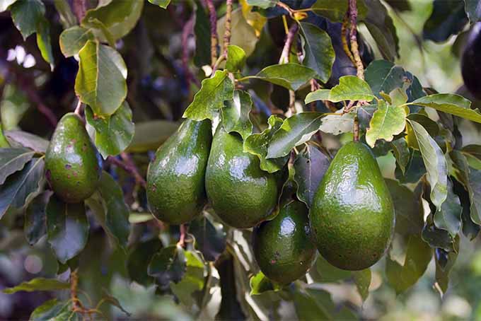 در محیطی مناسب می توانید درختان آووکادو را پرورش دهید و از میوه های خوشمزه درست از حیاط خلوت خود لذت ببرید |  GardenersPath.com