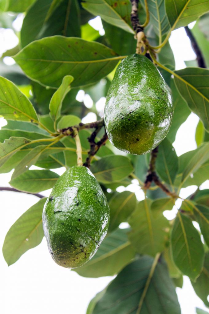 اطلاعاتی در مورد نحوه پرورش درختان آووکادو در باغ خود دریافت کنید: https://gardenerspath.com/plants/fruit/grow-avocados/