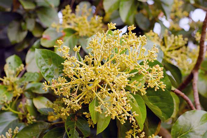 در مورد پیچیدگی های رشد درختان آووکادو در باغ خود بیاموزید |  GardenersPath.com